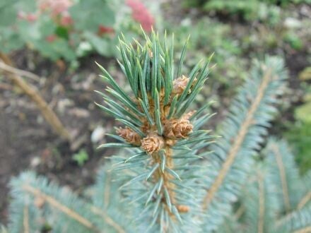 Picea pungens – Blauwe spar