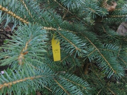 Picea pungens – Blauwe spar