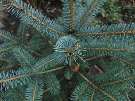 Picea pungens – Blauwe spar