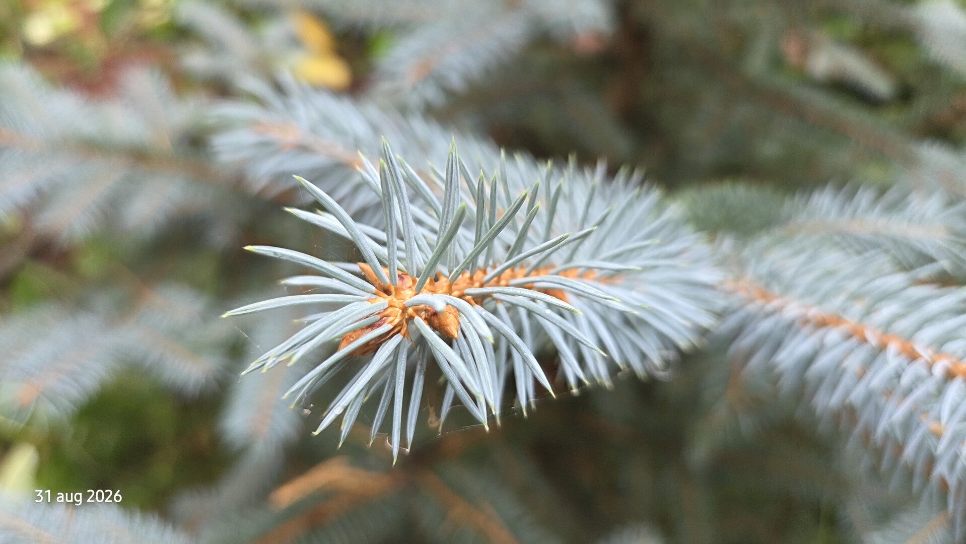 Picea pungens – Blauwe spar