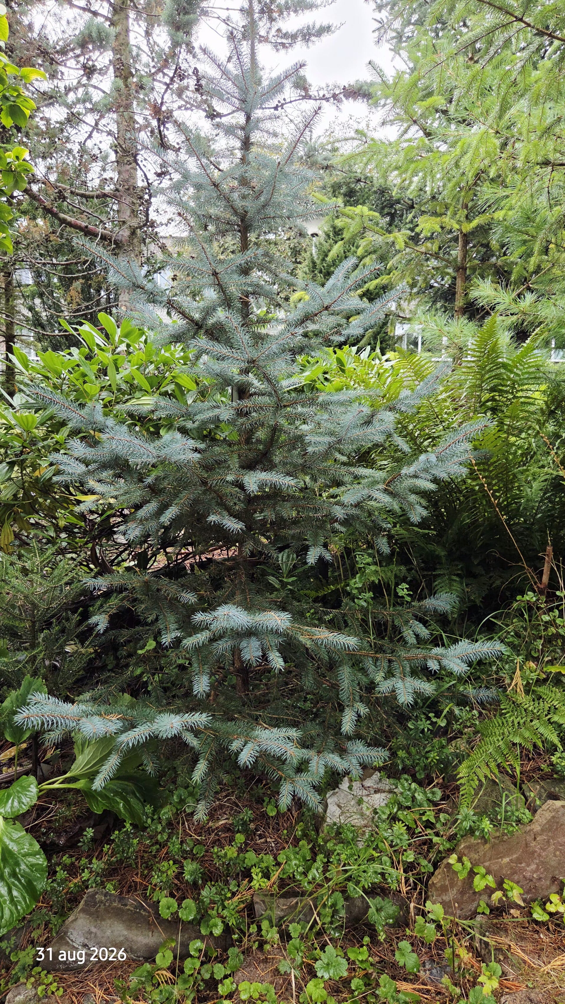Picea pungens – Blauwe spar