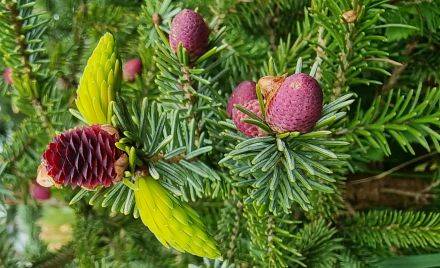 Picea purpurea – Purperen kegelspar