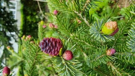 Picea purpurea – Purperen kegelspar