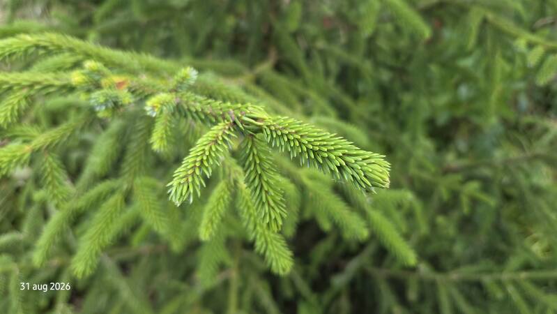 Picea purpurea – Purperen kegelspar