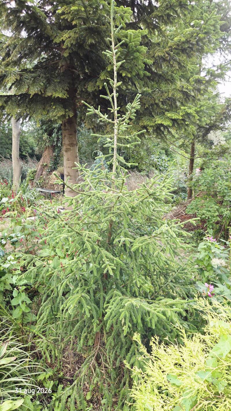 Picea purpurea – Purperen kegelspar
