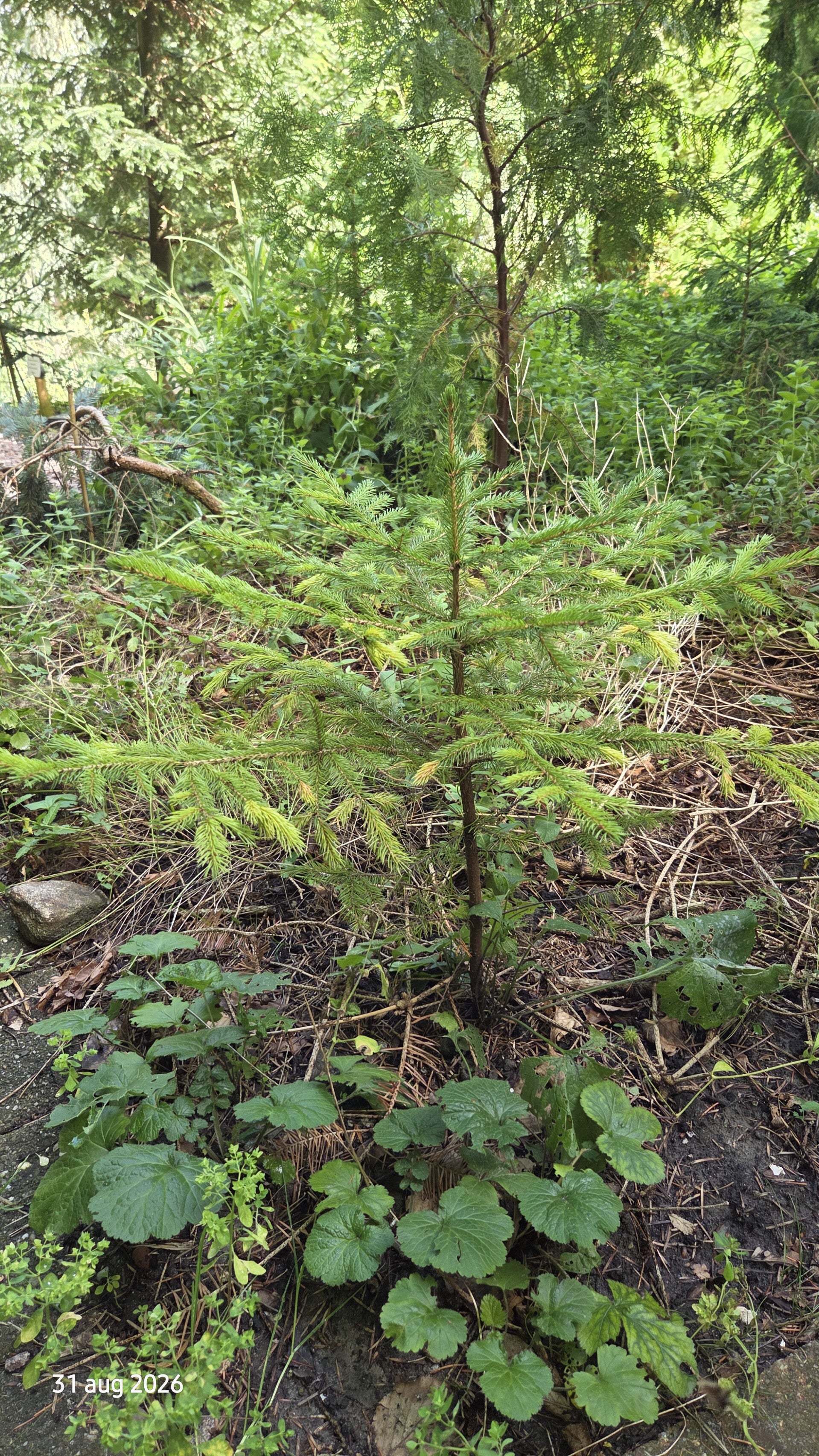 Picea rubens - Canadese rode spar