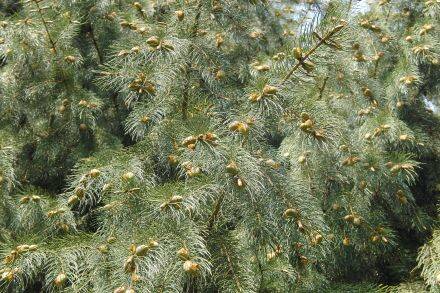 Picea smithiana – Himalayaspar