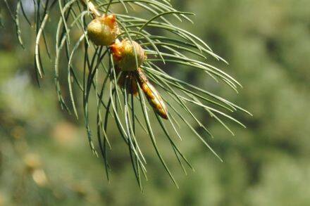 Picea smithiana – Himalayaspar