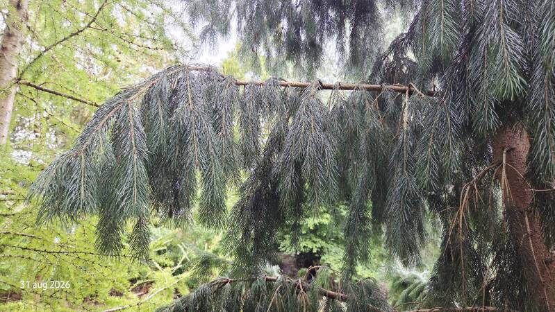 Picea smithiana – Himalayaspar
