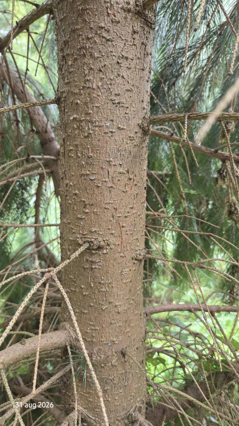 Picea smithiana – Himalayaspar