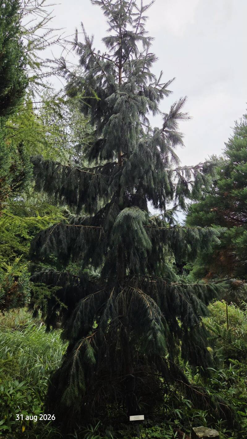 Picea smithiana – Himalayaspar