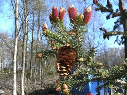 Picea wilsonii