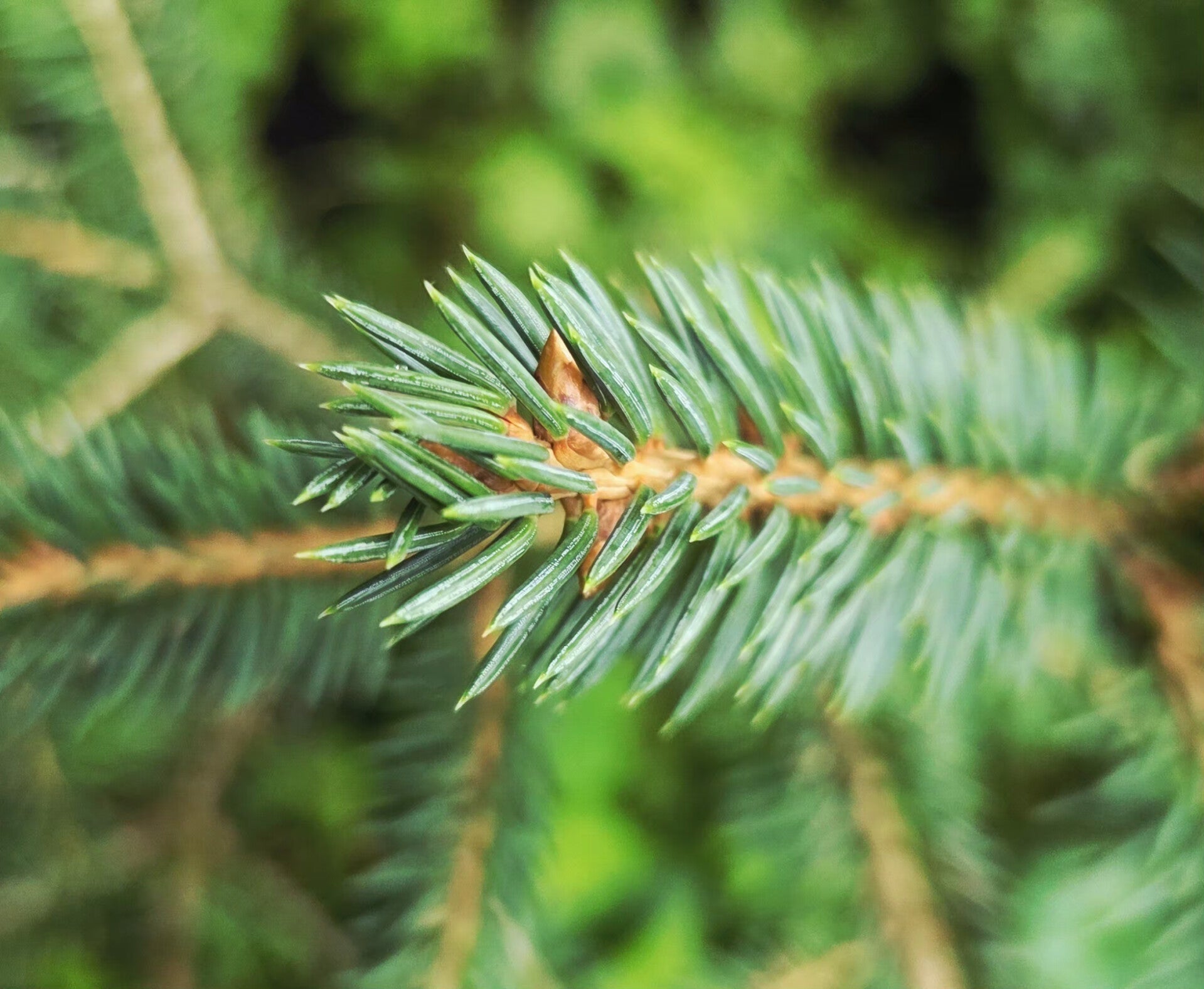 Picea wilsonii – Wilsonspar