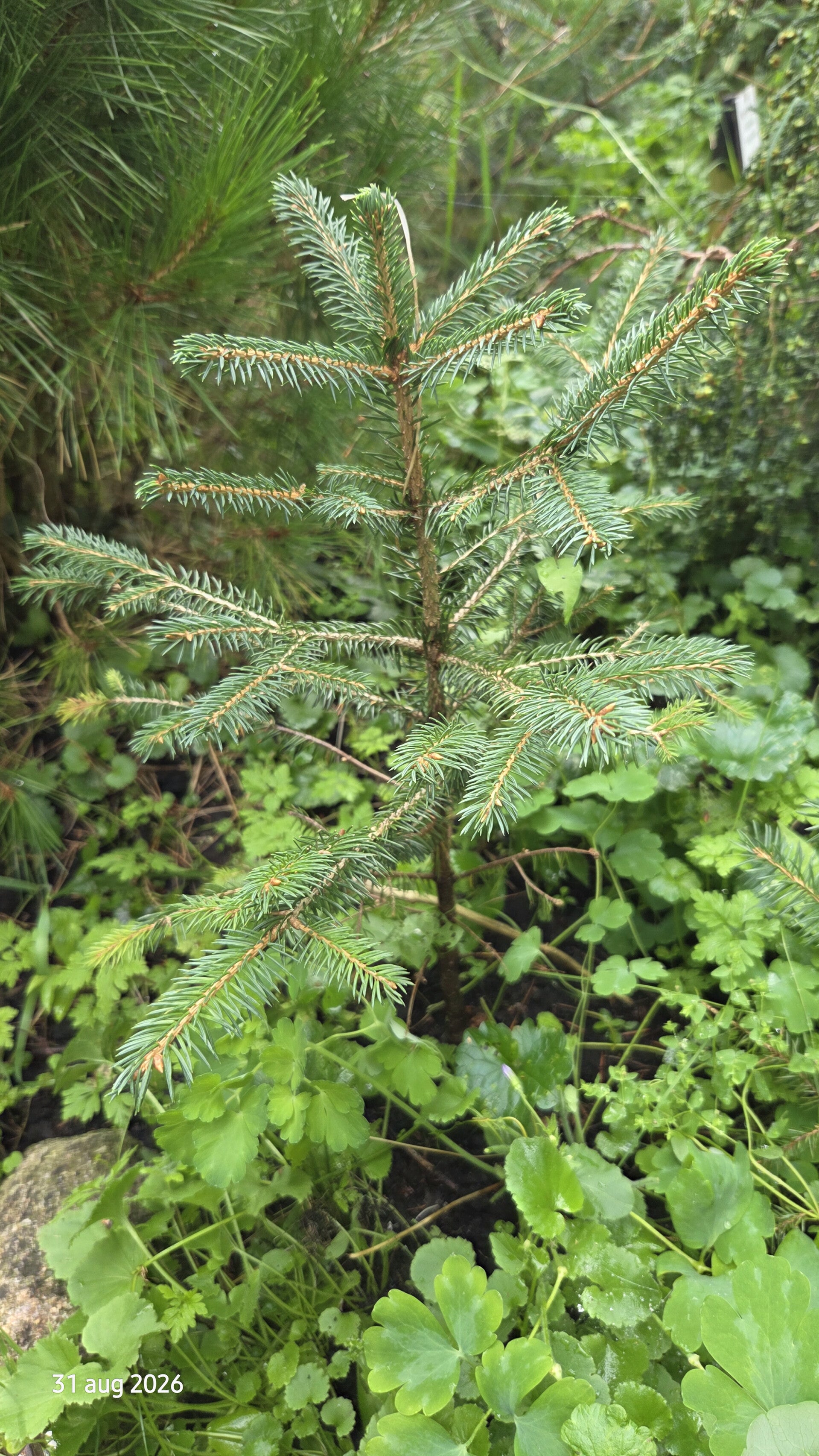 Picea wilsonii – Wilsonspar