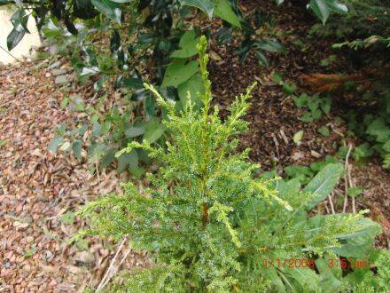 Pilgerodendron uviferum – Patagonische cipres