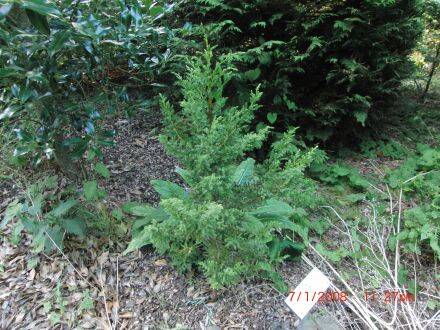 Pilgerodendron uviferum – Patagonische cipres