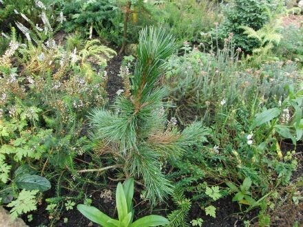 Pinus aristata – vossestaartden