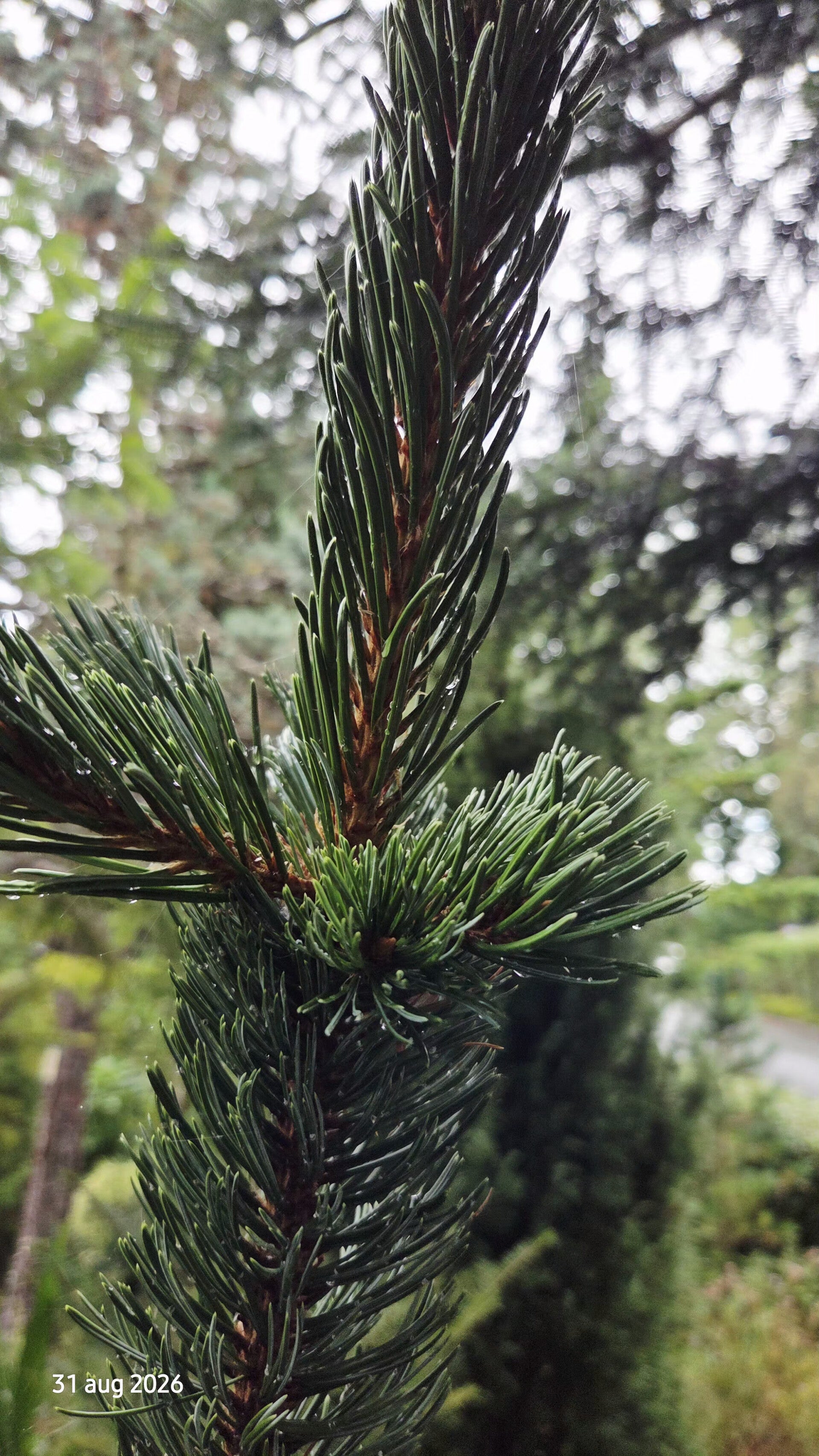 Pinus aristata – vossestaartden