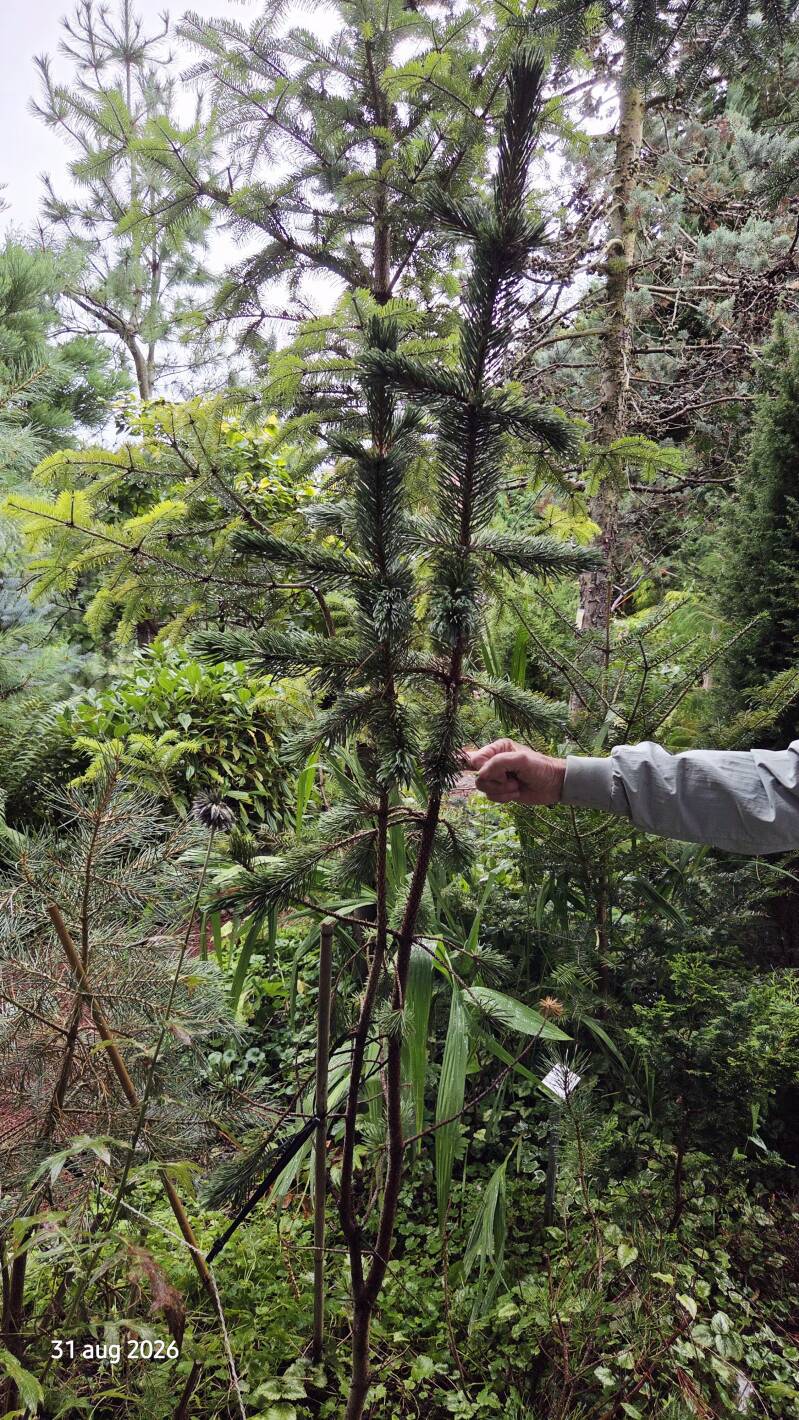 Pinus aristata – vossestaartden