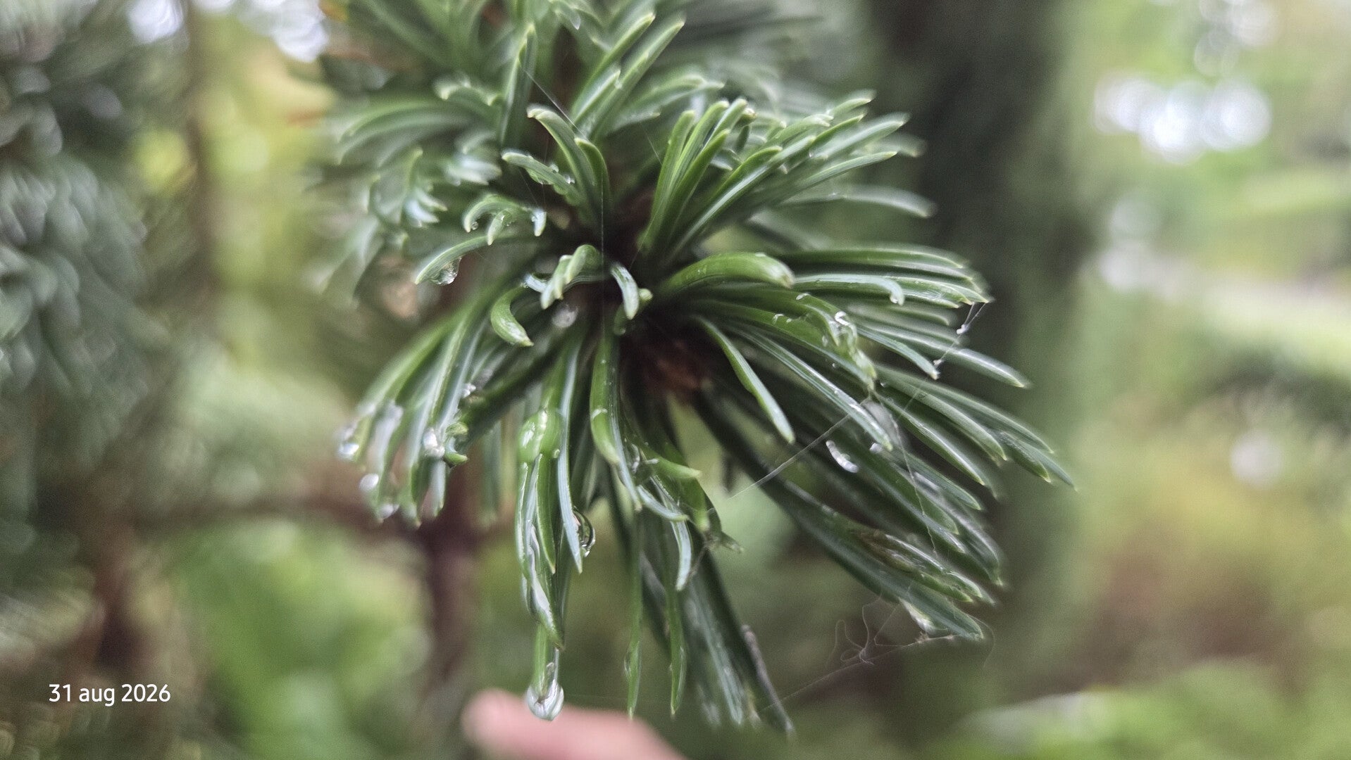Pinus aristata – vossestaartden
