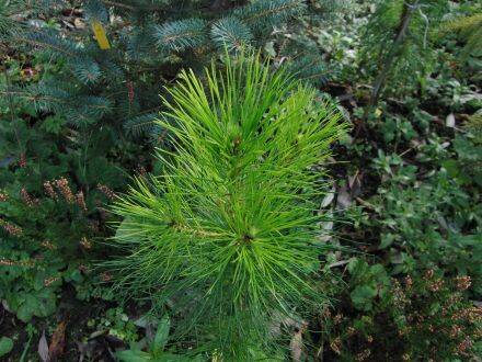 Pinus attenuata – knobbelden