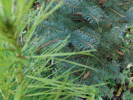 Pinus attenuata – knobbelden