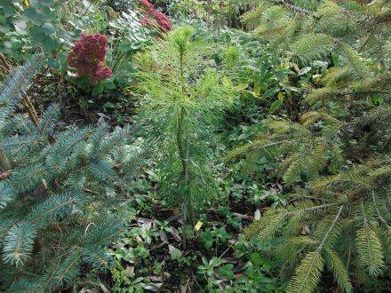 Pinus attenuata – knobbelden