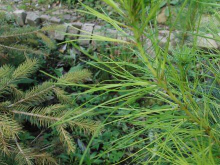 Pinus attenuata – knobbelden