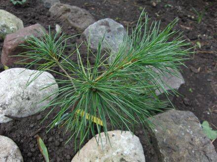 Pinus ayacahuite var. brachyptera – Mexicaanse witte den