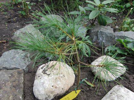 Pinus ayacahuite var. brachyptera – Mexicaanse witte den