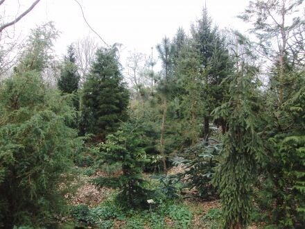 Pinus banksiana – struikden