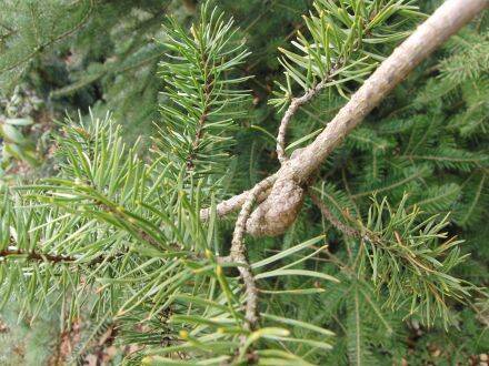 Pinus banksiana – struikden