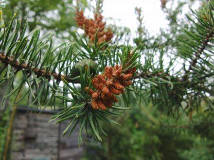 Pinus banksiana – struikden