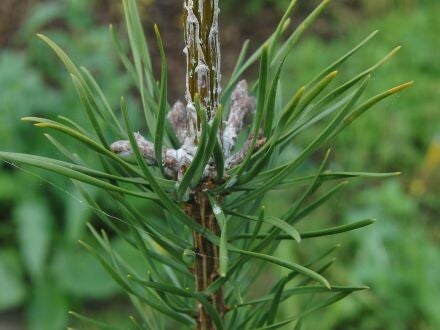 Pinus banksiana – struikden