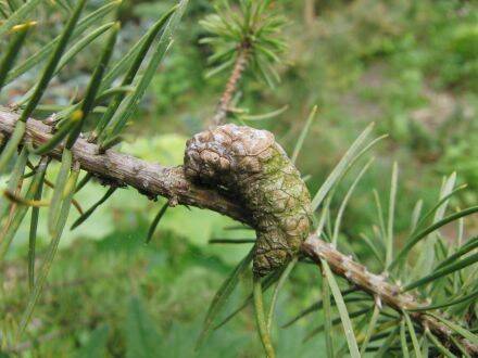 Pinus banksiana – struikden