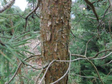 Pinus banksiana – struikden