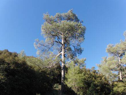 Pinus brutia - Rode Turkse den