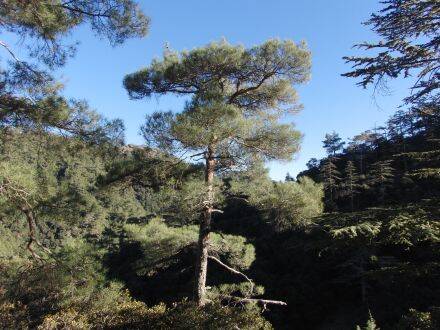 Pinus brutia - Rode Turkse den