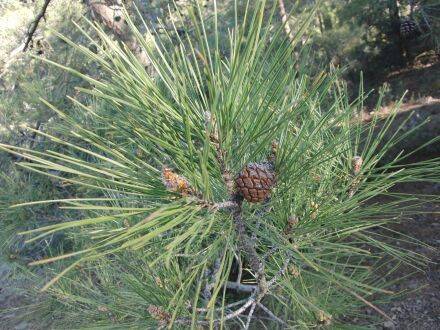 Pinus brutia - Rode Turkse den