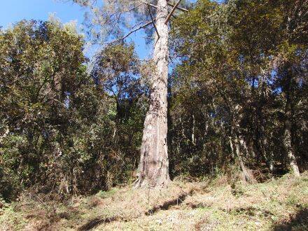 Pinus brutia - Rode Turkse den