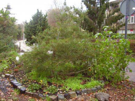 Pinus bungeana – veelkleuren-den