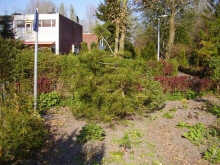 Pinus bungeana – veelkleuren-den
