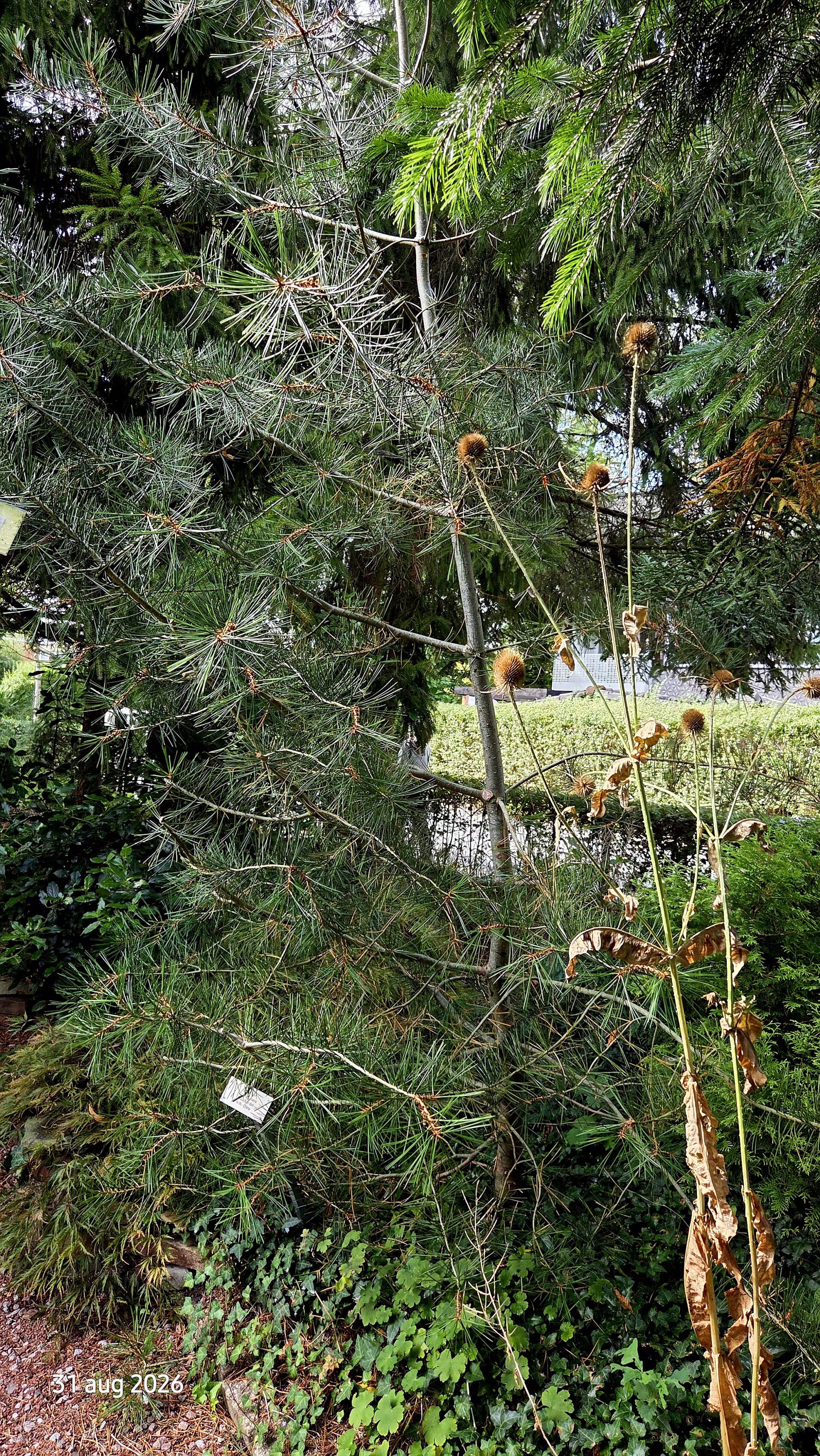 Pinus bungeana – veelkleuren-den