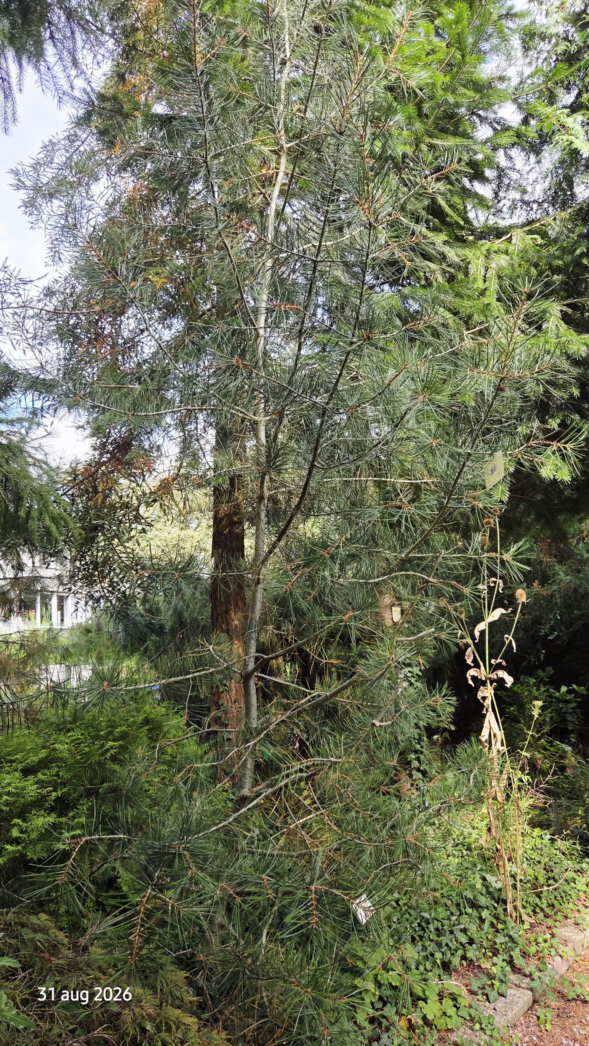 Pinus bungeana – veelkleuren-den