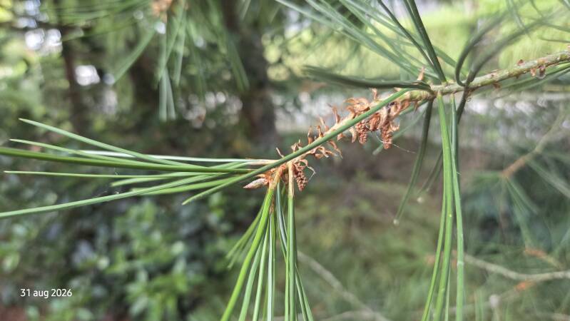 Pinus bungeana – veelkleuren-den