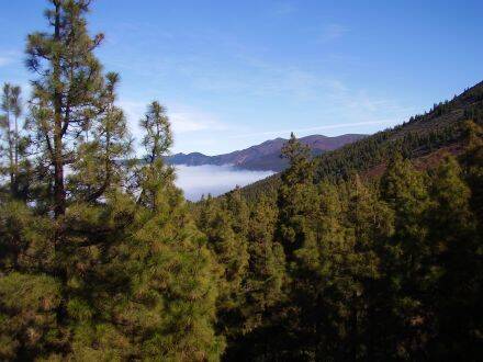 Pinus canariensis – Canarische den