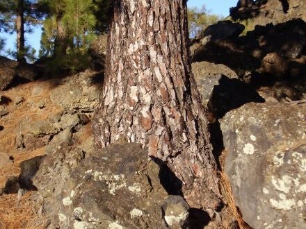 Pinus canariensis – Canarische den