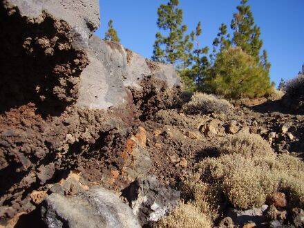 Pinus canariensis – Canarische den