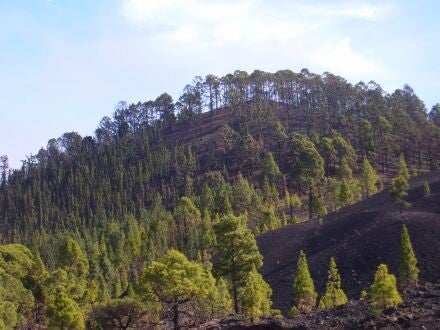 Pinus canariensis – Canarische den
