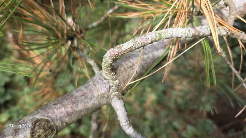 Pinus cembra – alpenden